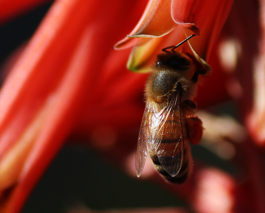Honey Bee in Pacific Grove, Calif.