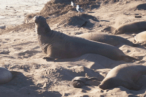 Northern Elephant Seal at Año Nuevo State Park