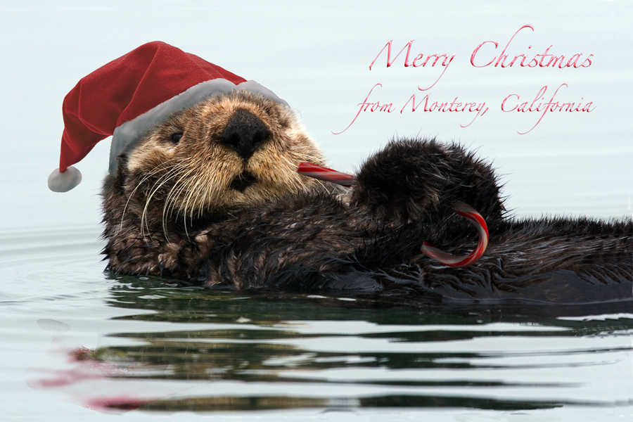 Christmas Sea Otter